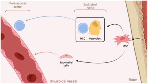 The Two Stem Cell Niches Found In The Bone HSCs Normally Reside In