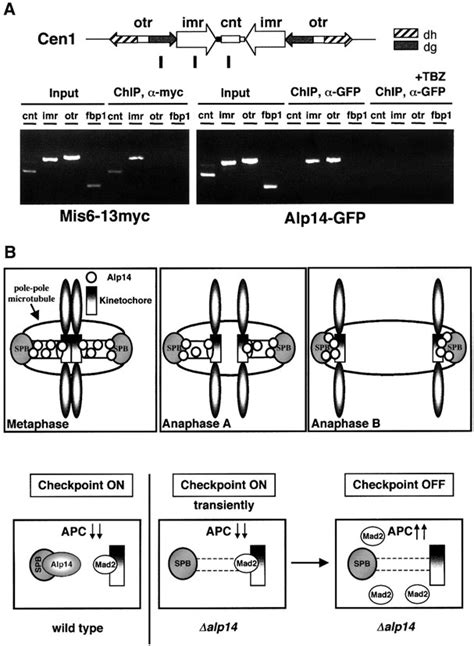 Fission Yeast Chtog Xmap Homologue Alp Connects Mitotic Spindles