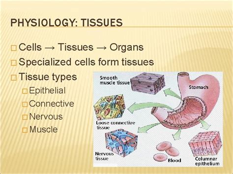 Chapter 29 PHYSIOLOGY HOMEOSTASIS AND TEMPERATURE REGULATION PHYSIOLOGY