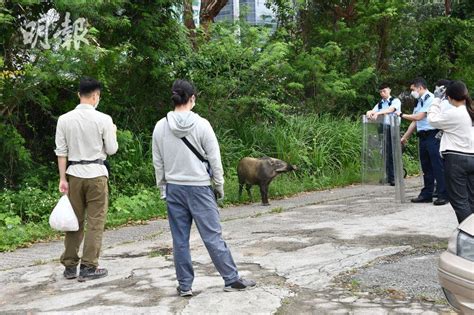 鰂魚涌野豬闖停車場 獸醫射麻醉槍捕獲 1018 20230525 港聞 即時新聞 明報新聞網