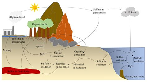 Sulfur Cycle