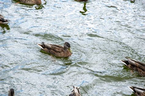 Patos Salvajes Flotando En El Agua Foto De Archivo Imagen De Fauna