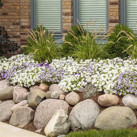 Graceful Grasses® Sky Rocket Fountain Grass Pennisetum Setaceum