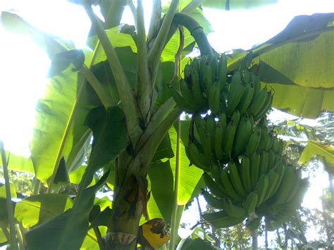 Waktu Panen Buah Pisang dan Caranya Gimana yach? - Tips Petani