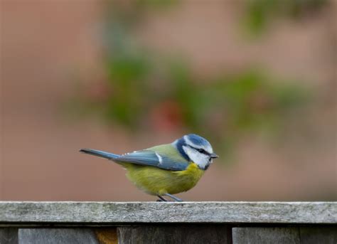 Blue Tit Small Bird Garden - Free photo on Pixabay