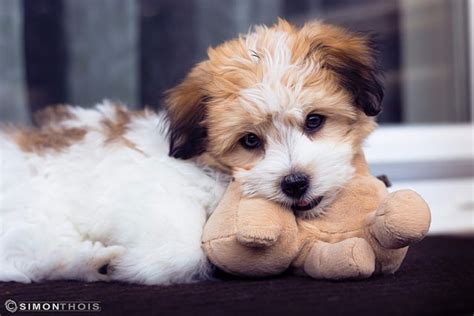 The 5 Most Cuddly Dog Breeds