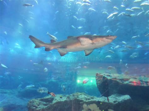 Shark Swimming in Dubai Mall Aquarium. Stock Photo - Image of organism ...