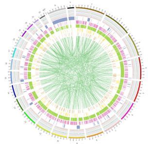 Plant/Animal Whole Genome Sequencing