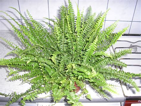 Виды нефролеписа, уход в домашних условиях: кудрявый, грин леди ...