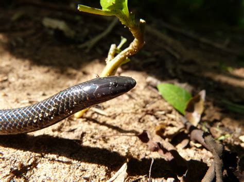 Common Purple Glossed Snake Snakes Of Southern Africa Inaturalist