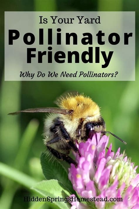 6 Tips For Creating A Pollinator Friendly Yard Pollinator Garden Growing Herbs In Pots