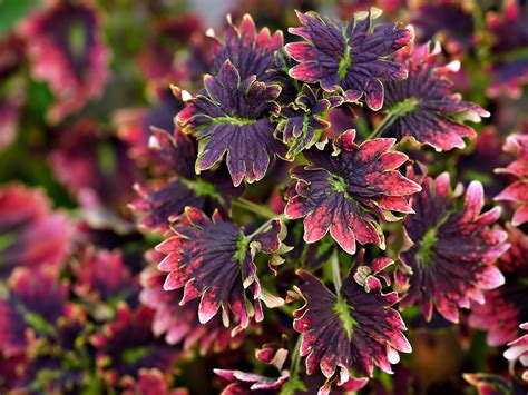 Top 15 Shade Loving Annual Flowers To Grow In Your Garden