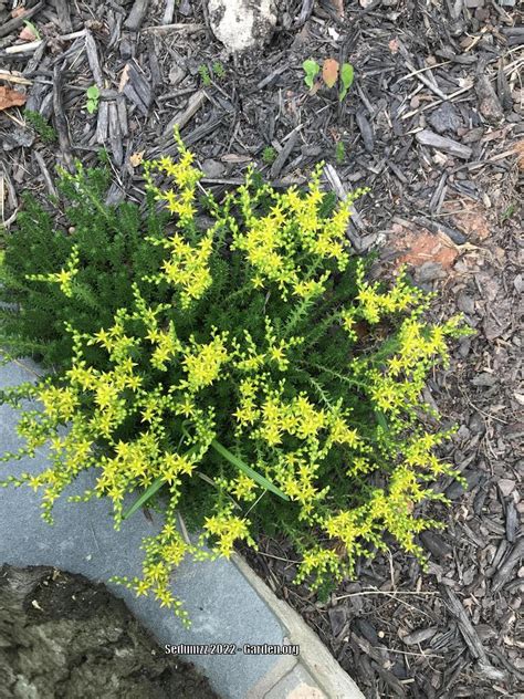 Photo Of The Entire Plant Of Tasteless Stonecrop Sedum Sexangulare