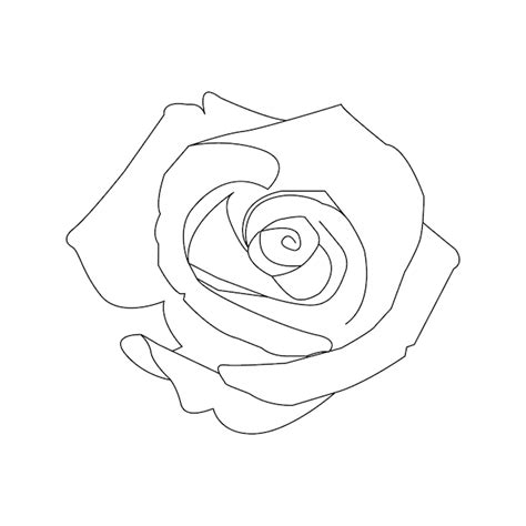 Premium Vector | Hand drawn rose and outline vector on white background