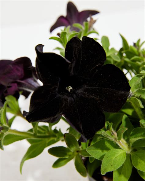 Black Mamba Petunia | Mounding Growth Plant | Lively Root