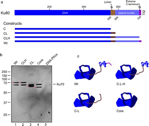 Ku80 Protein Structure, Mutant Construction, and Protein... | Download ...