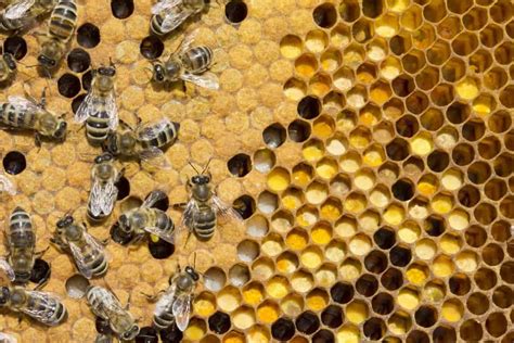 Unlock the Secrets of Hive Identification in Beekeeping! - my ...