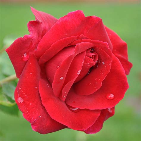 Buy Mister Lincoln Hybrid Tea Rose By Heirloom Roses Live Red Rose