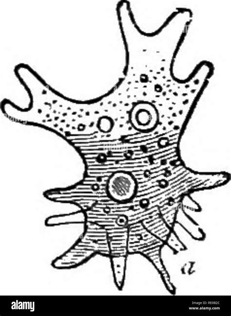 Spongilla Diagram