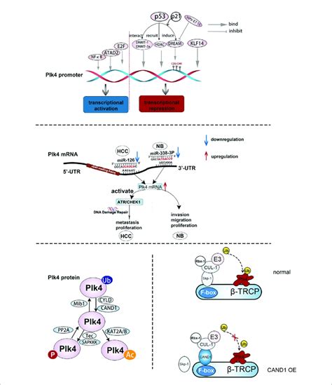 The Regulation Of Plk At Dna Mrna And Protein Levels Upper Panel