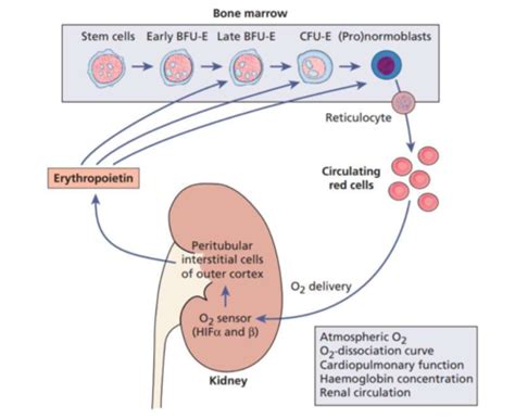 SBA - describe the regulation of erythropoiesis and granulopoiesis Flashcards | Quizlet