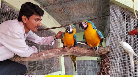 Live Parrot Dipankar Exotic Bird Breeding Farm Displaying Youtube