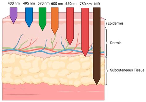 New Insights into Photobiomodulation of the Vaginal Microbiome—A