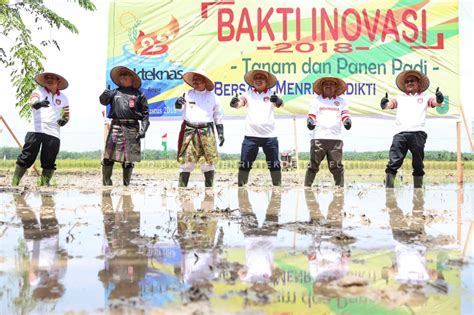 Infopublik Menristekdikti Tanam Dan Panen Padi Di Riau