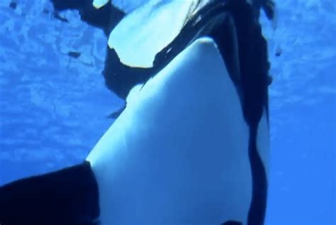 What Years of Captivity in SeaWorld Has Done to Poor Tilikum (VIDEO)