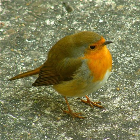 robin bird facts - Birds Flight