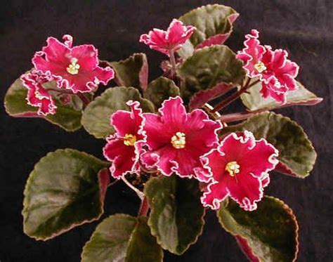 African Violets Digital Library Classification African Violets