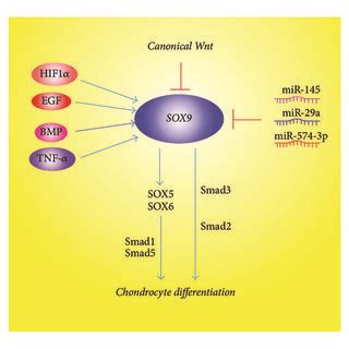 Multiple signaling pathways regulate the chondrocyte differentiation ... 