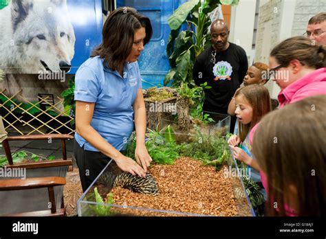 A Female Zoologist Teaching Kids About Porcupines Usa Stock Photo Alamy