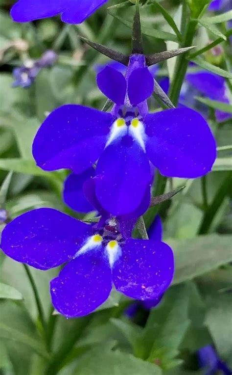 Lobelia Erinus Seed Bell Garden Company Wholesale Plant Seeds Alive