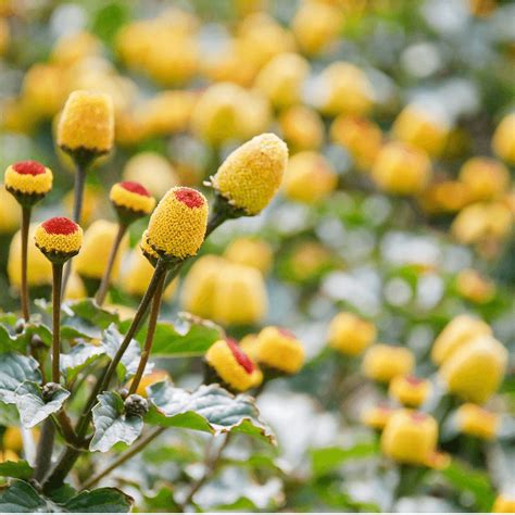 Spilanthes Acmella Flower Extract Naturalbotanicals