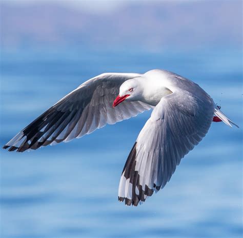 30 Common BIRDS That Live in Queensland! (2026) - Bird Watching HQ