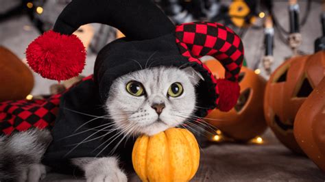 Halloween With Cats Tips And Tricks For A Spook Tacular Time The Cat