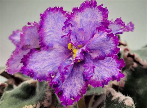 Фиалки стандарты (сенполии) купить на сайте "Квітка-краса" Украина