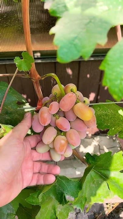 Виноград Диксон и Снежок 🍇 - YouTube