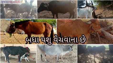 pashu vechvana che Gujarat bhesh balad gir hodki વગર છ ગજરત