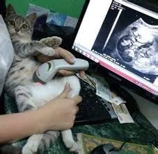 Cat Ultrasound - Cat Tales