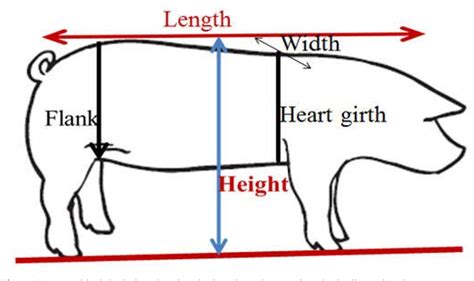 Figure 1 From Prediction Of Live Body Weight Using Various Body