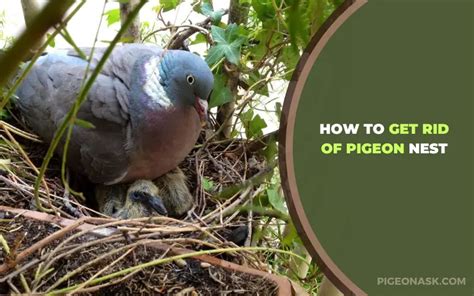 How To Get Rid Of Pigeon Nest Useful Techniques Pigeon Ask