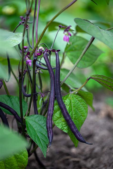 Bean Dwarf French Amethyst Seeds £295 From Chiltern Seeds