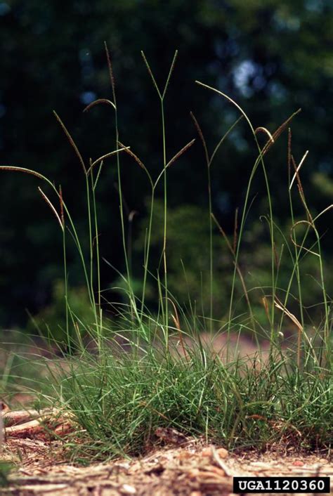 Bahia Grass Paspalum Notatum Feedipedia