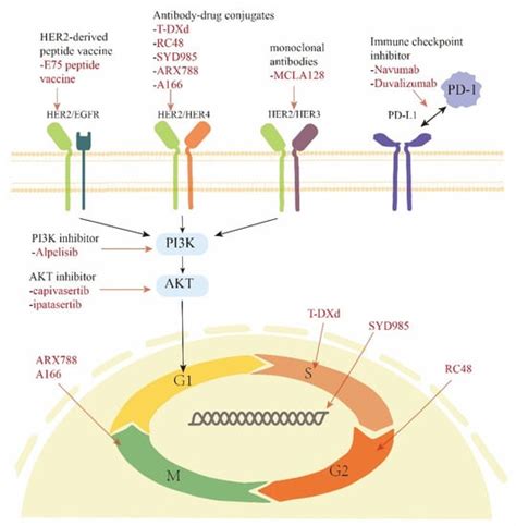 Cancers Free Full Text Targeted Approaches To Her2 Low Breast