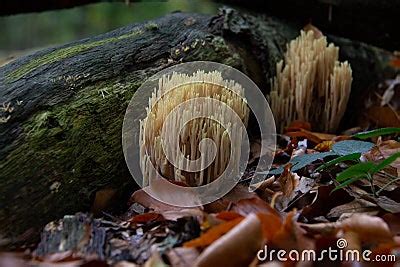 Ramaria Stricta Commonly Known As The Strict Branch Coral Is A Coral