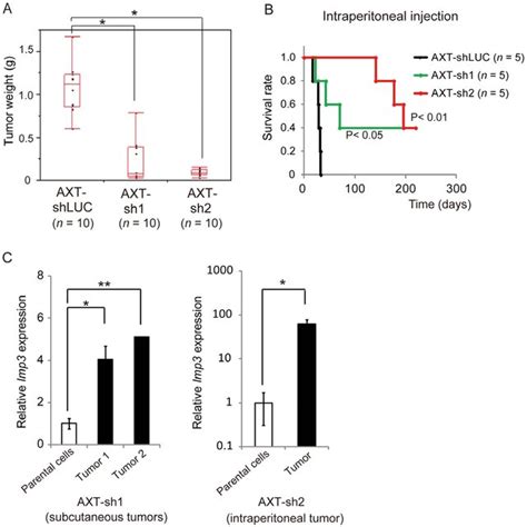 Knockdown Of Imp3 In AXT Cells Suppresses Tumorigenic Activity In Vivo