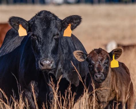 Black Angus Cow Calf Pair Stock Image Image Of Cattle