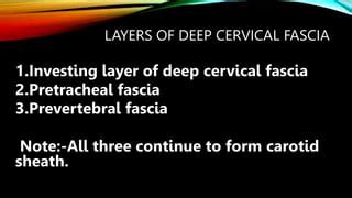 Gaurav kasuhik(deep cervical fascia).pptx